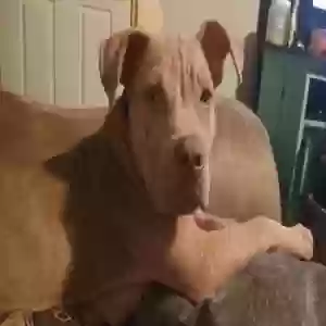 adoptable Dog in Stuttgart, AR named Hank