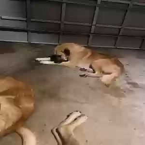 adoptable Dog in Orlando, FL named Boyd