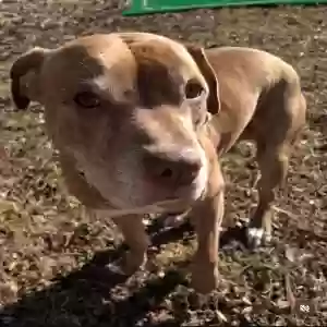 adoptable Dog in Fallston, MD named Pablo