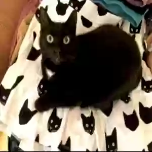 adoptable Cat in Northampton, MA named Lola Pie