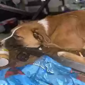 adoptable Dog in Tulsa, OK named Draco