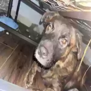 adoptable Dog in Tulsa, OK named Layla