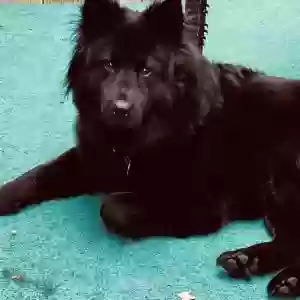adoptable Dog in Bethlehem, PA named Luna