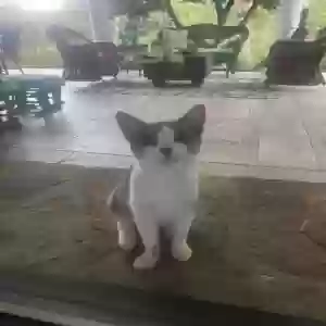 adoptable Cat in Pearcy, AR named Patches