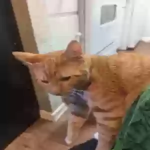 adoptable Cat in Mesquite, TX named Chicken nugget