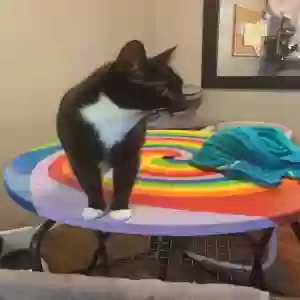 adoptable Cat in Mesquite, TX named Mittens