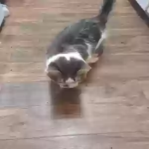 adoptable Cat in Mesquite, TX named Pollie