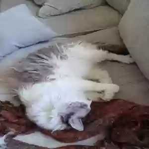 adoptable Cat in Bartlesville, OK named Mr. B