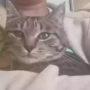 adoptable Cat in Southfield, MI named Bowie