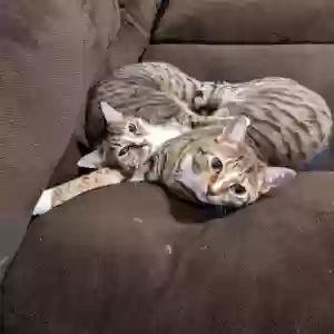 adoptable Cat in Cincinnati, OH named Chip (boy)  Nala (girl)  - bonded pair, must stay together