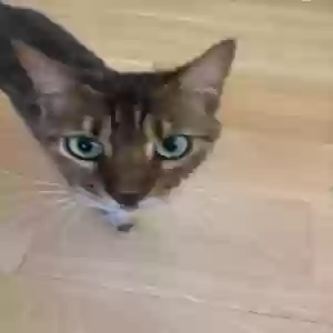 adoptable Cat in Fairfield, CT named Rosie
