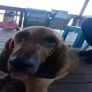 adoptable Dog in Danville, AR named Lulu
