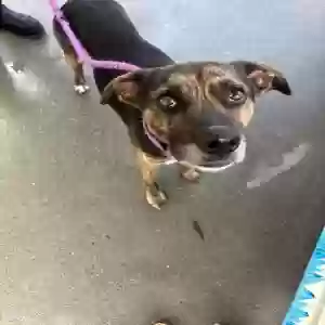 adoptable Dog in Suwanee, GA named Bucky