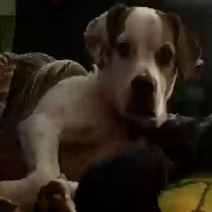/images/pets/original/2185636_actual_three.webp