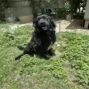 adoptable Dog in Waco, TX named Winston