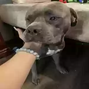 adoptable Dog in Cincinnati, OH named Aries and Zeus