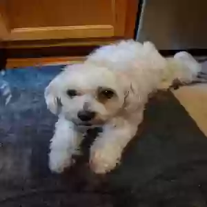 adoptable Dog in Lenoir City, TN named Sophia