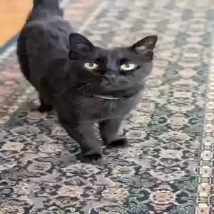 adoptable Cat in Bellingham, WA named Patty