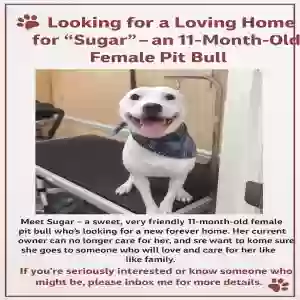 adoptable Dog in Byram, MS named Sugar