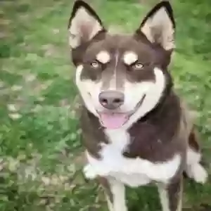 adoptable Dog in Ardmore, OK named ZEUS