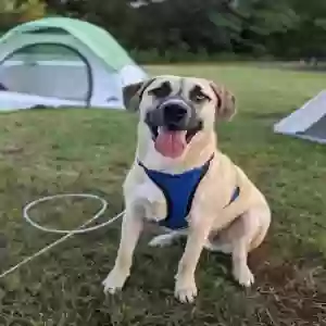 adoptable Dog in Purcell, OK named Theo