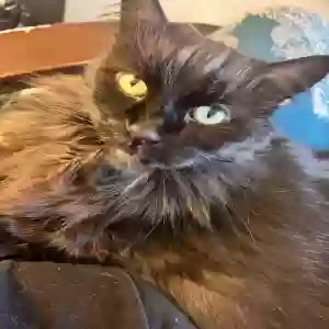 adoptable Cat in Sequim, WA named Sadie