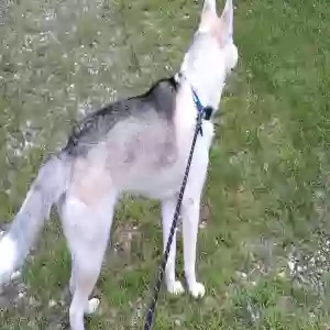/images/pets/original/2185669_actual_two.webp