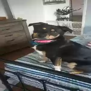 adoptable Dog in Salem, OR named Charlotte