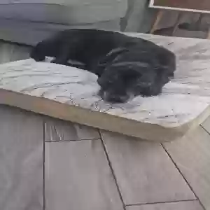 adoptable Dog in Orlando, FL named Kobe