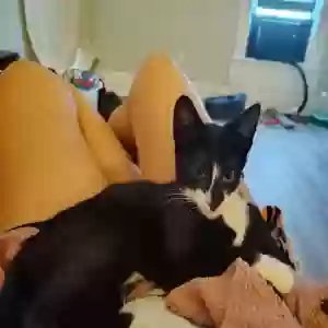 adoptable Cat in Hamilton, OH named Clyde