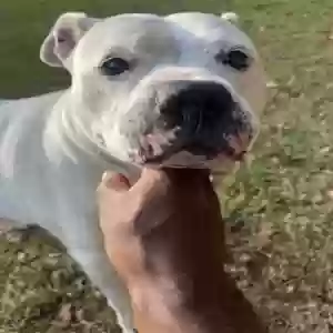 adoptable Dog in Griffin, GA named Ivy