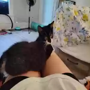 adoptable Cat in Hamilton, OH named Bonnie