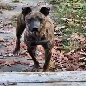 adoptable Dog in Mcminnville, TN named Don