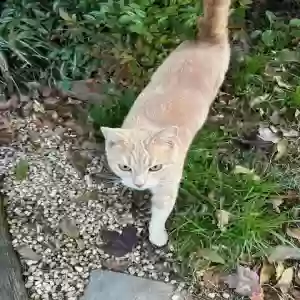 adoptable Cat in Charlotte, NC named Momma