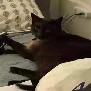 adoptable Cat in La Verne, CA named Mamas