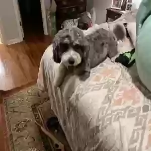 adoptable Dog in Huntsville, AL named Jake