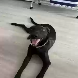 adoptable Dog in San Antonio, TX named Sushi