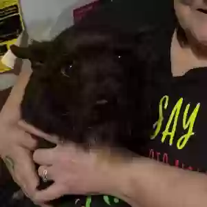 adoptable Dog in Van Buren, AR named Runt/Runt-Runt/Rat