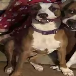 adoptable Dog in Van Buren, AR named Daisy/Daisy-May