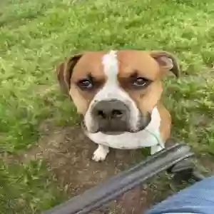 adoptable Dog in Van Buren, AR named Milo
