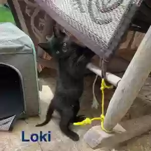 adoptable Cat in Garland, TX named Loki, Zuko, Cha-Cha, Bette Davis, Buzby, Manolito