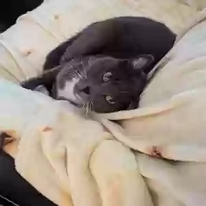 adoptable Cat in Greensboro, NC named Sully