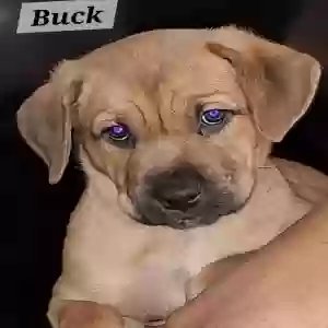adoptable Dog in Riverdale, GA named Buck