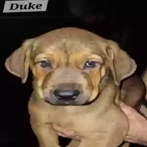 adoptable Dog in Riverdale, GA named Duke