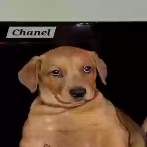 adoptable Dog in Riverdale, GA named Chanel