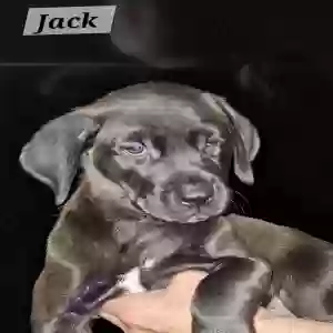 adoptable Dog in Riverdale, GA named Jack