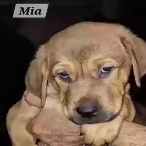 adoptable Dog in Riverdale, GA named Mia
