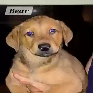 adoptable Dog in Riverdale, GA named Bear