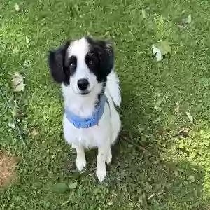 adoptable Dog in Macomb, MI named Bandit