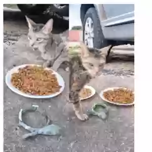 adoptable Cat in Pensacola, FL named Prissy